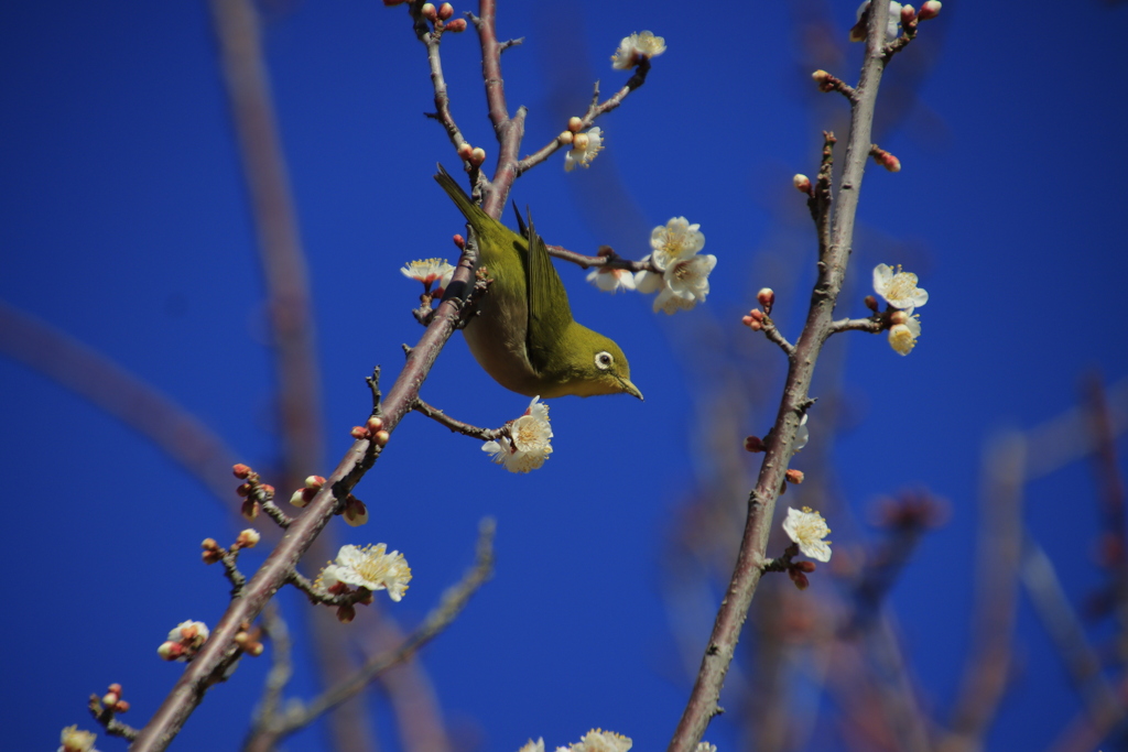メジロと梅3