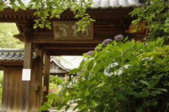 向徳寺あじさい2