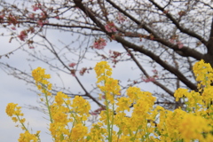 菜の花と咲き始めの河津桜