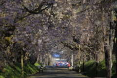 サクラのトンネル2