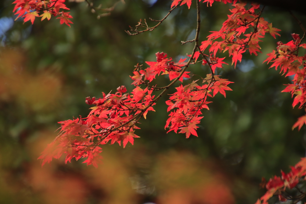 紅葉