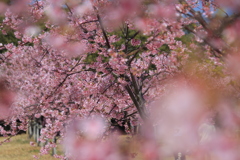 河津桜