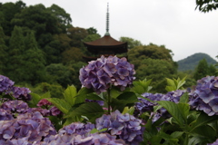 アジサイと五重塔3
