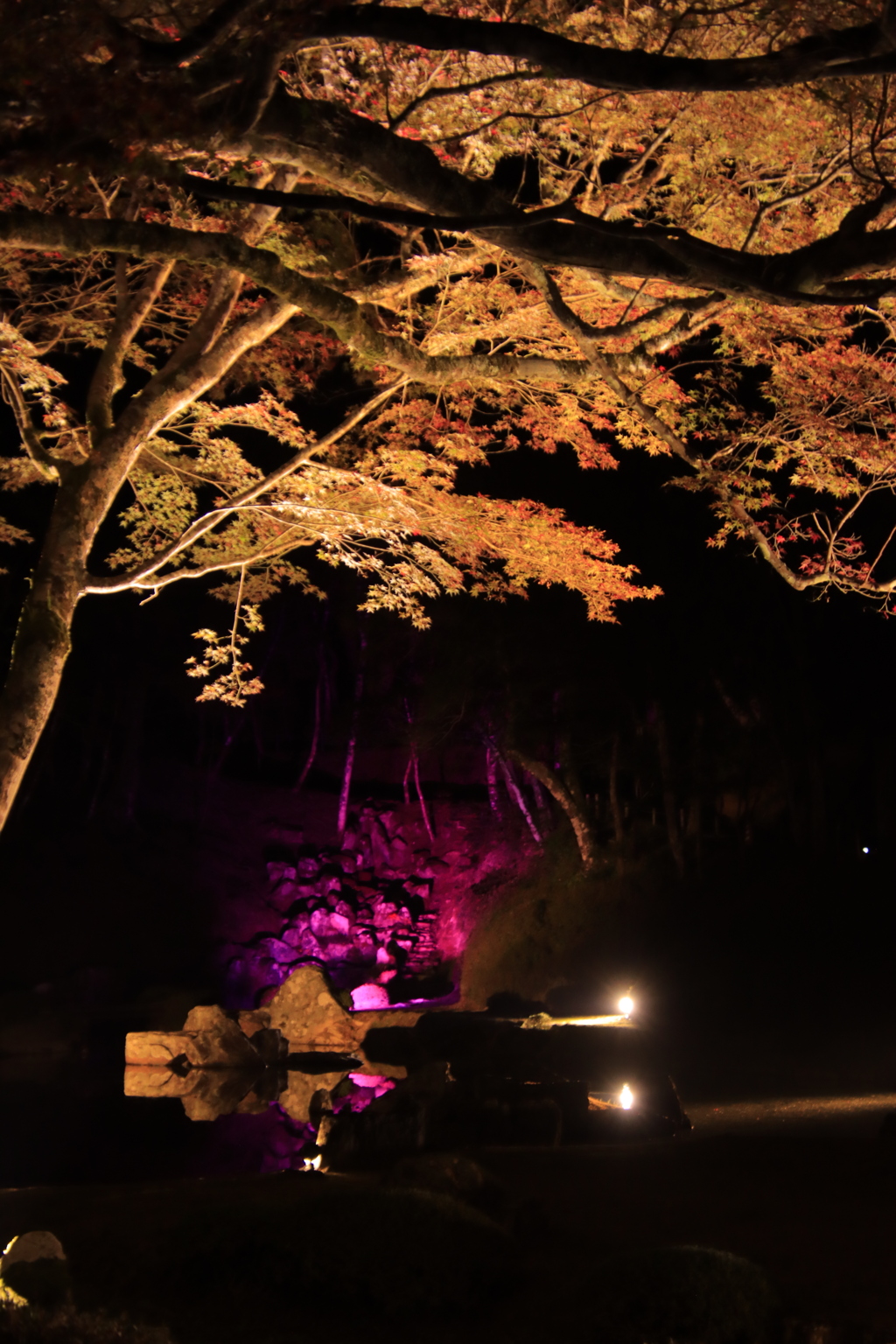 雪舟庭紅葉ライトアップ4