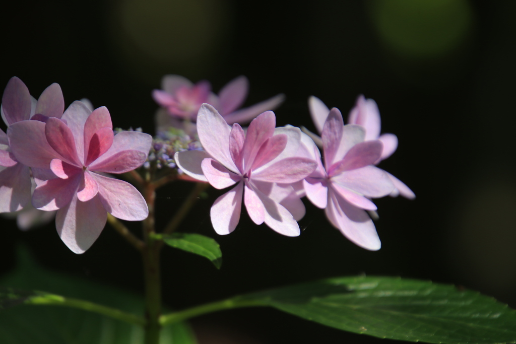紫陽花4