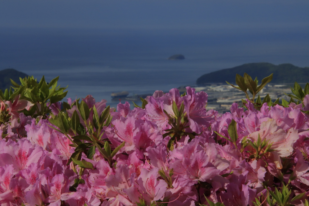 ツツジと瀬戸内海1