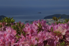 ツツジと瀬戸内海1