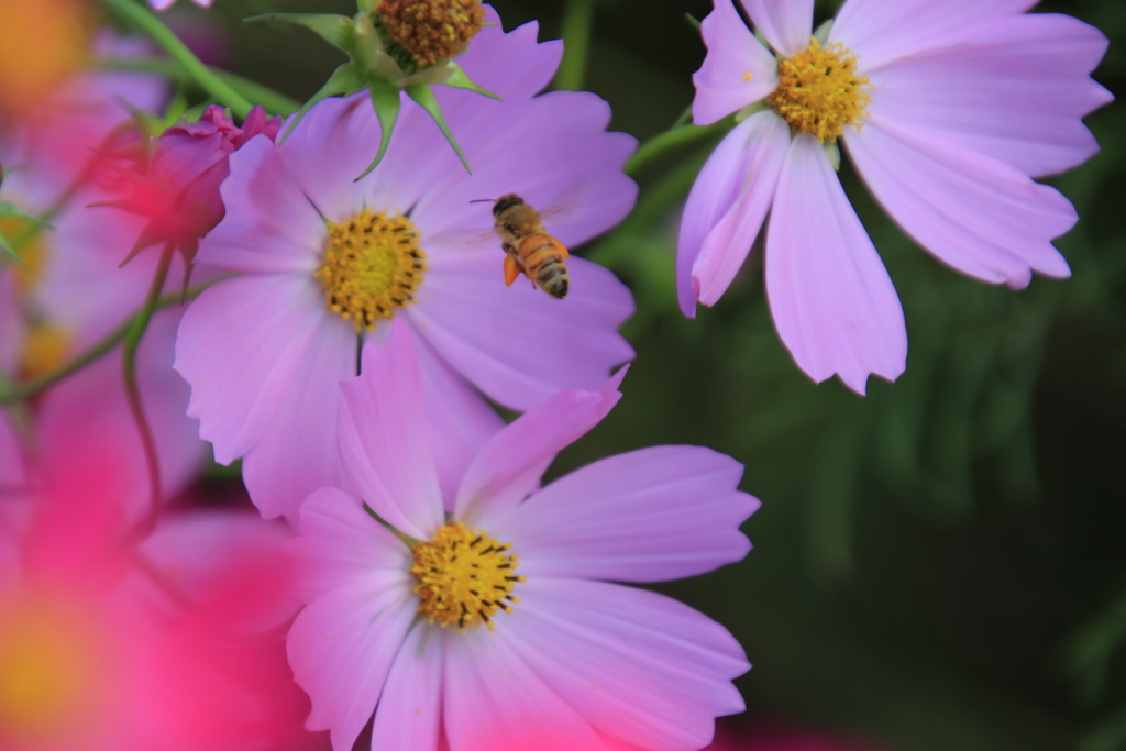 コスモスとミツバチ3