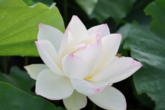 浄名寺の蓮3