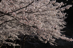 満開の桜
