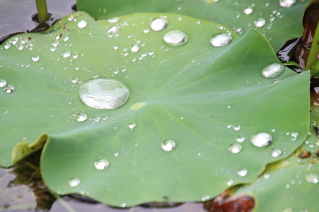 水玉2
