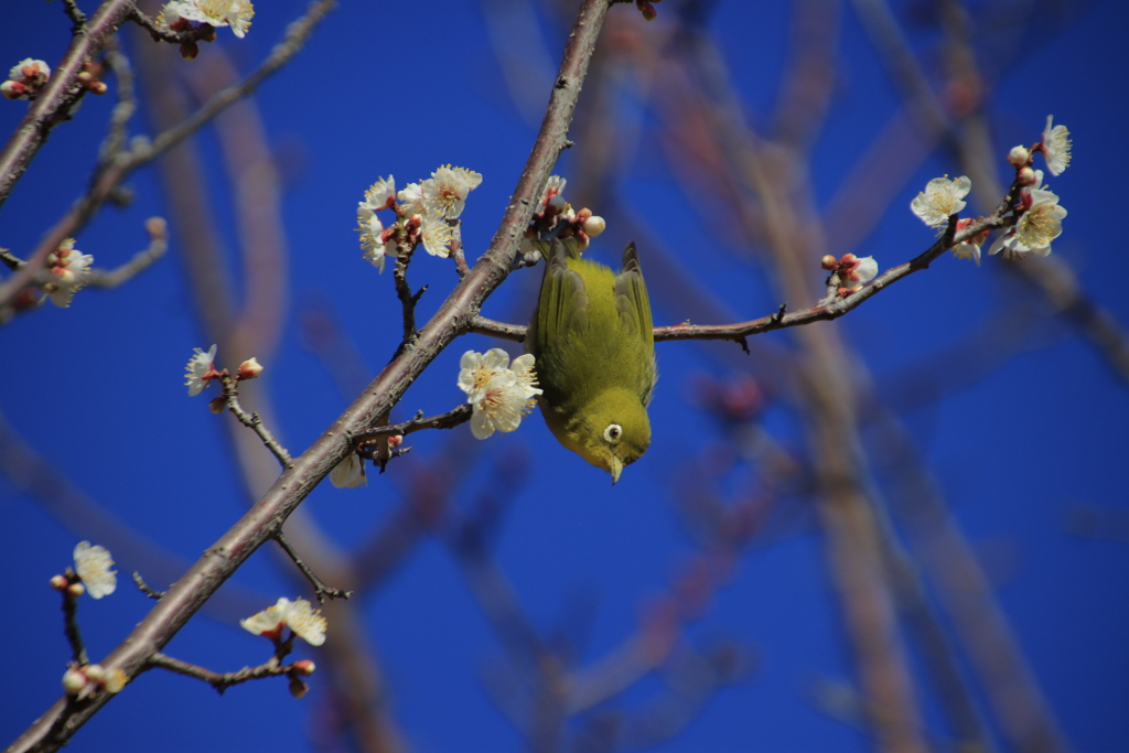メジロと梅2