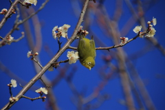 メジロと梅2