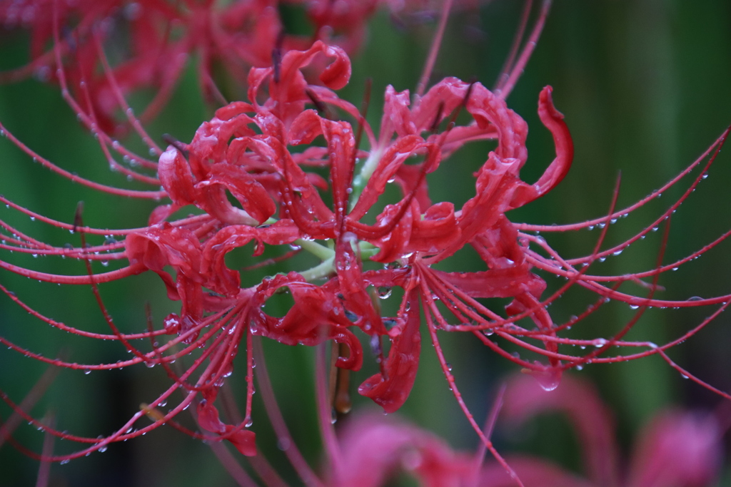 雨の中の彼岸花7