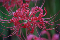 雨の中の彼岸花7