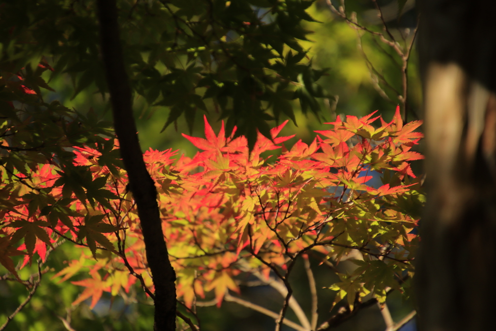 紅葉のはじまり2