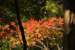 紅葉のはじまり2