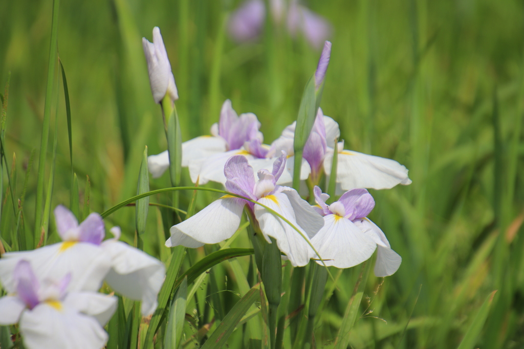 花菖蒲2