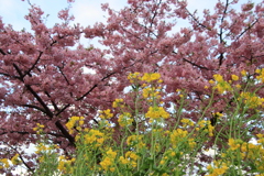 菜の花と河津桜