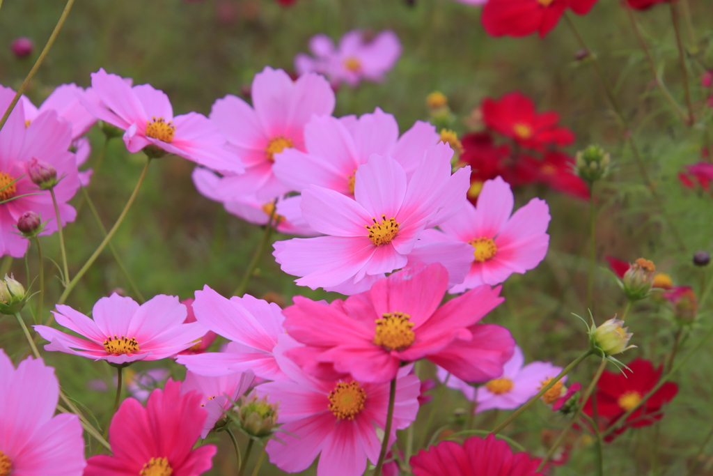 コスモス2