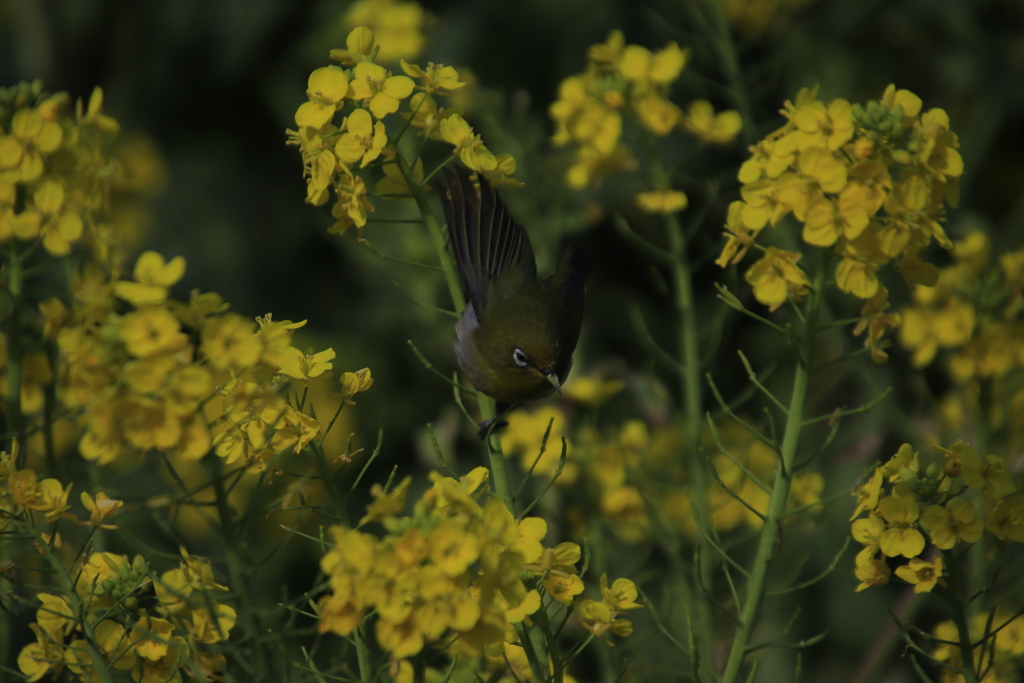 メジロと菜の花7