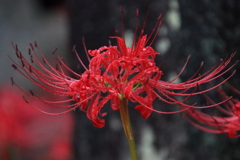 雨の中の彼岸花2