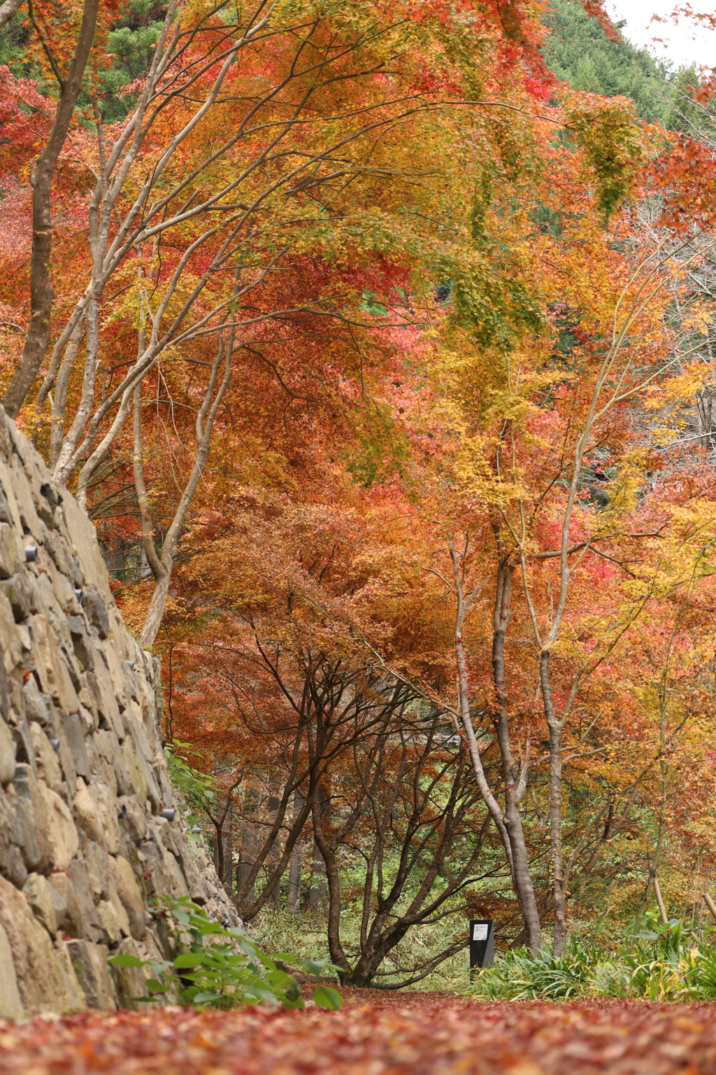 重源の郷の紅葉7