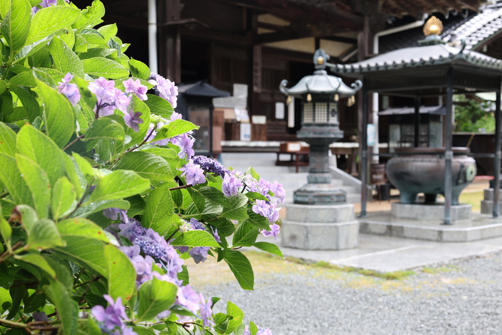 阿弥陀寺のアジサイ３
