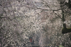 しだれ桜
