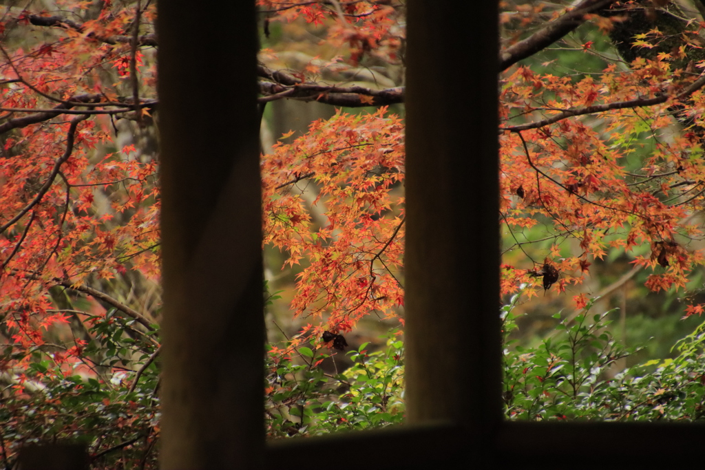 11.9重源の郷紅葉7