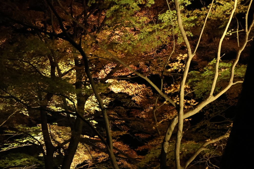 大寧寺ライトアップ8