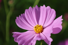 コスモス3