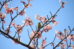 蓬莱桜とメジロ7