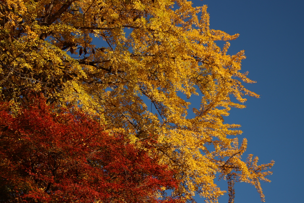 青空とイチョウと紅葉3