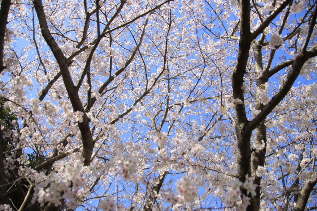 満開の桜