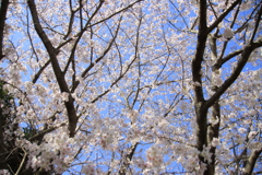 満開の桜
