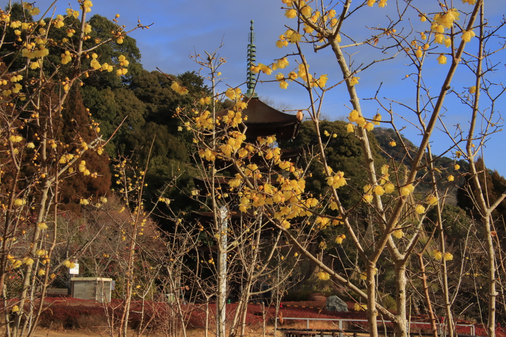 蠟梅と五重塔