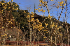 蠟梅と五重塔