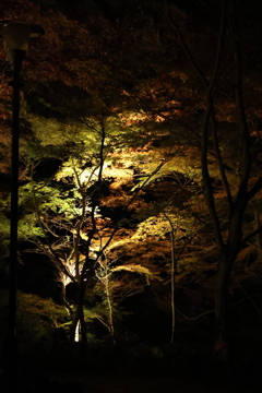 大寧寺ライトアップ10