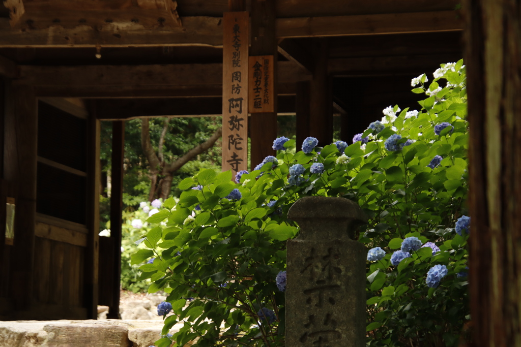 阿弥陀寺のあじさい