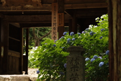 阿弥陀寺のあじさい