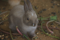 子ウサギちゃん