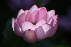 天平の池の大賀蓮9