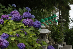 あじさいとお地蔵さん1