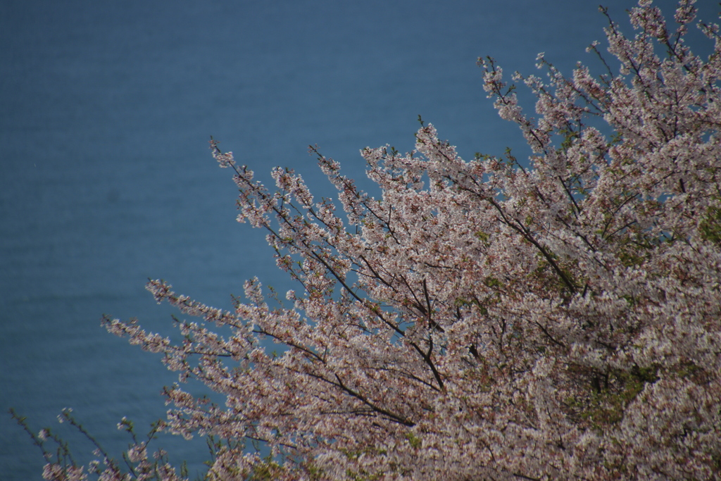 サクラと海