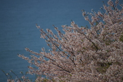サクラと海