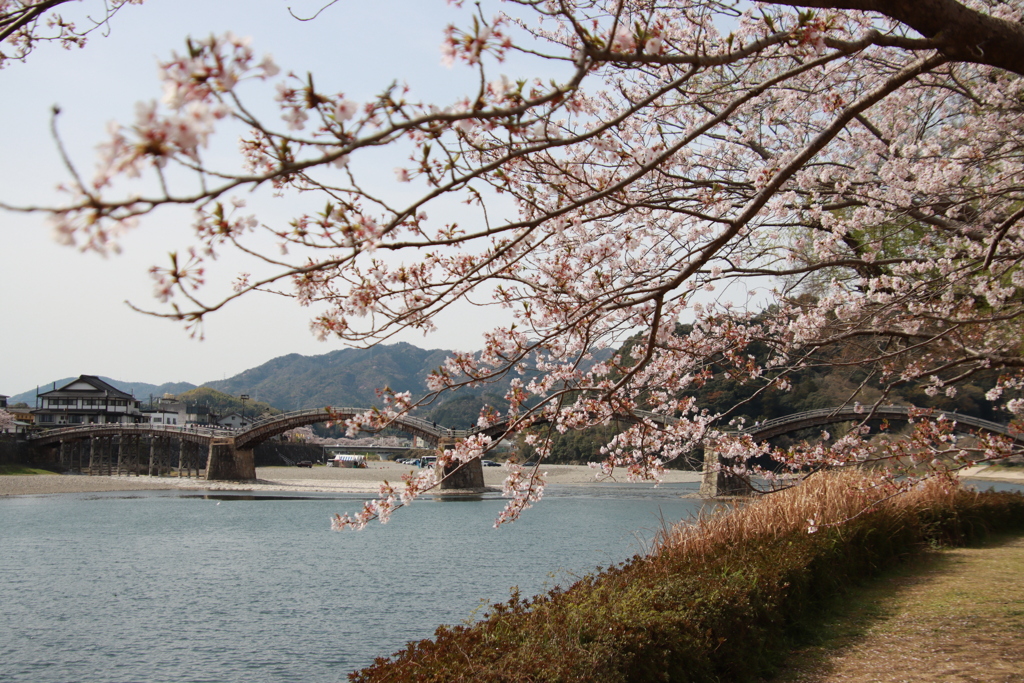 錦帯橋と桜