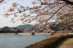錦帯橋と桜