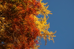 青空とイチョウと紅葉