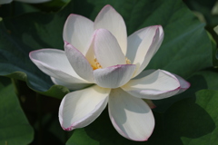 孫文蓮3